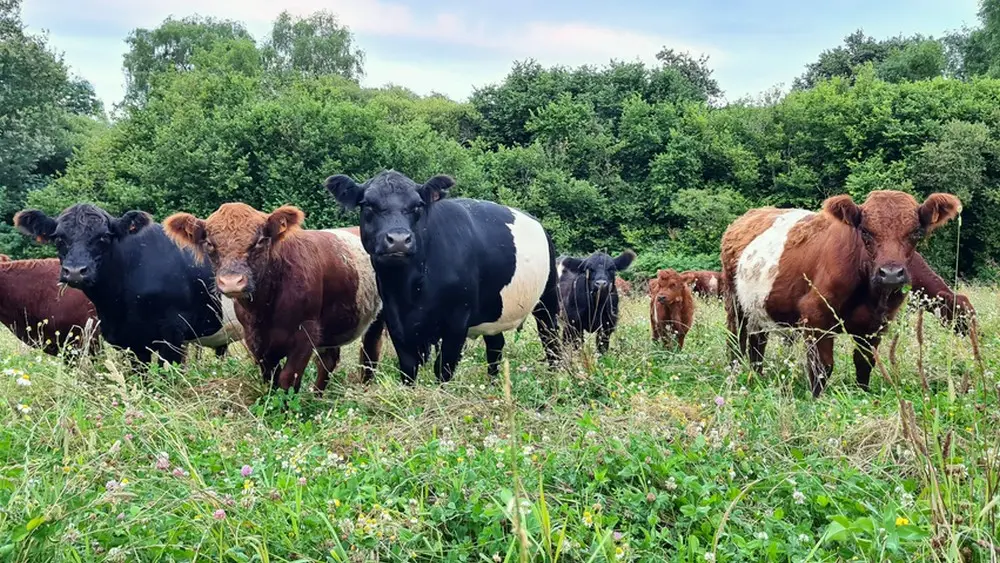 Ferme des Chantouroux_vaches