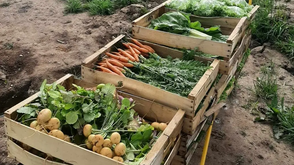 Ferme-des-deux-mains-st-martial-legumes-a-vallee-isle-perigord