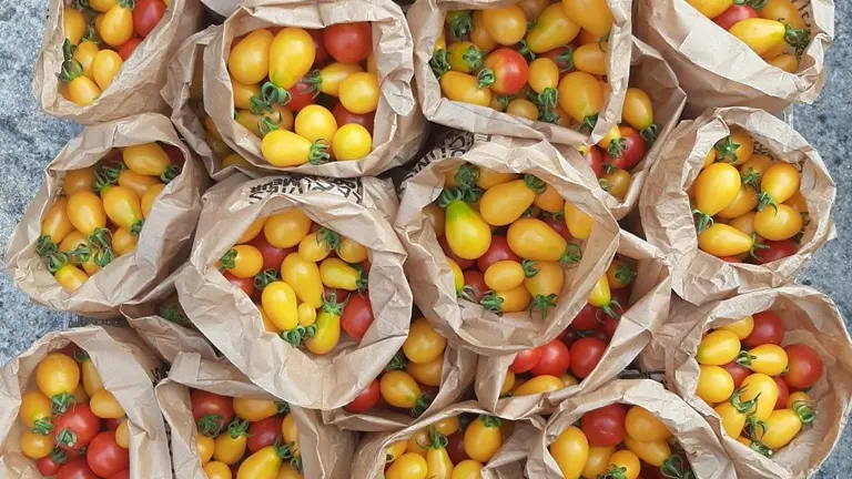 Ferme-des-deux-mains-st-martial-petites-tomates-vallee-isle-perigord