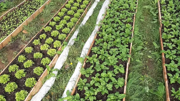 Ferme-des-deux-mains-st-martial-plants-serre-vallee-isle-perigord