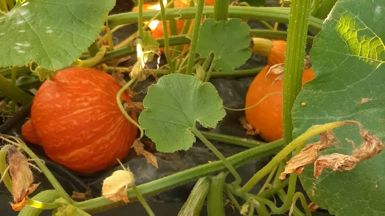 Ferme-des-deux-mains-st-martial-potimarron-vallee-isle-perigord