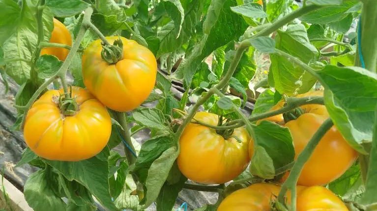 Ferme-des-deux-mains-st-martial-tomates-serrea-vallee-isle-perigord