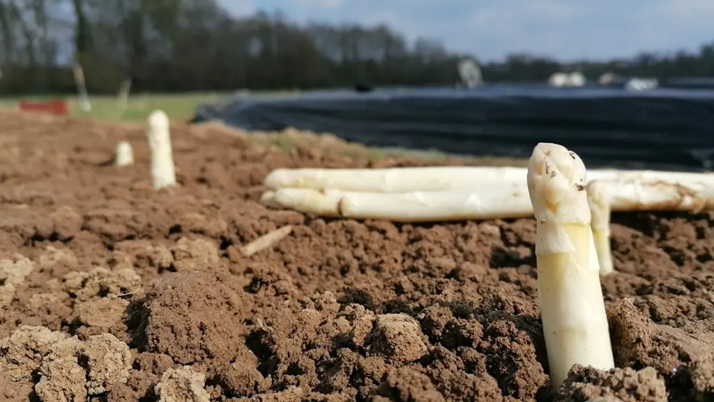 Ferme-du-Rivaud-asperges-a-le-pizou-vallee-isle-perigord