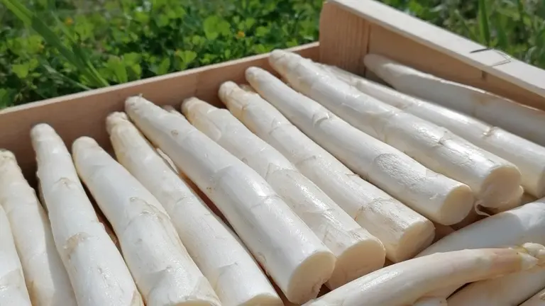 Ferme-du-Rivaud-asperges-b-le-pizou-vallee-isle-perigord