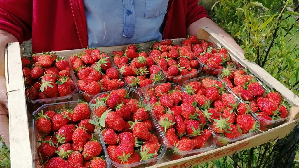 Ferme-du-Rivaud-fraises-le-pizou-vallee-isle-perigord
