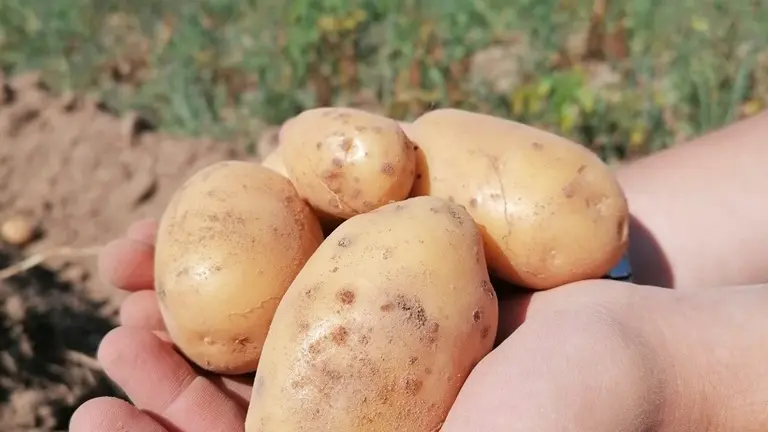Ferme-du-Rivaud-pdt-le-pizou-vallee-isle-perigord