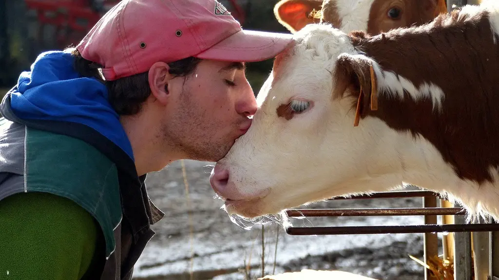 Ferme-du-Rivaud-vaches-a-le-pizou-vallee-isle-perigord