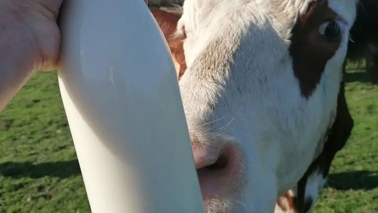 Ferme-du-Rivaud-vaches-lait-le-pizou-vallee-isle-perigord