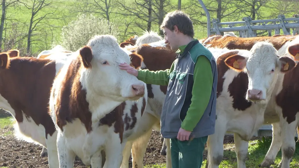 Ferme-du-Rivaud-vaches-le-pizou-vallee-isle-perigord