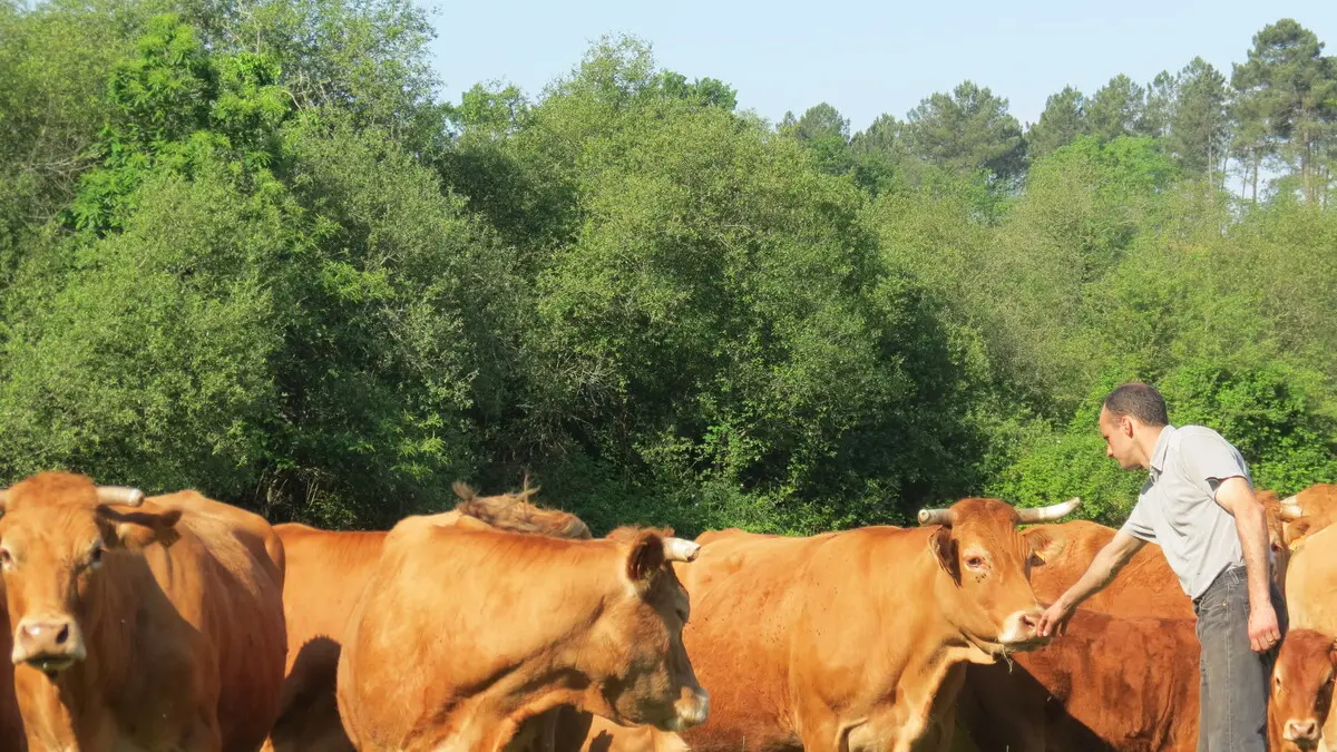 FermedePaufy boeufs 2