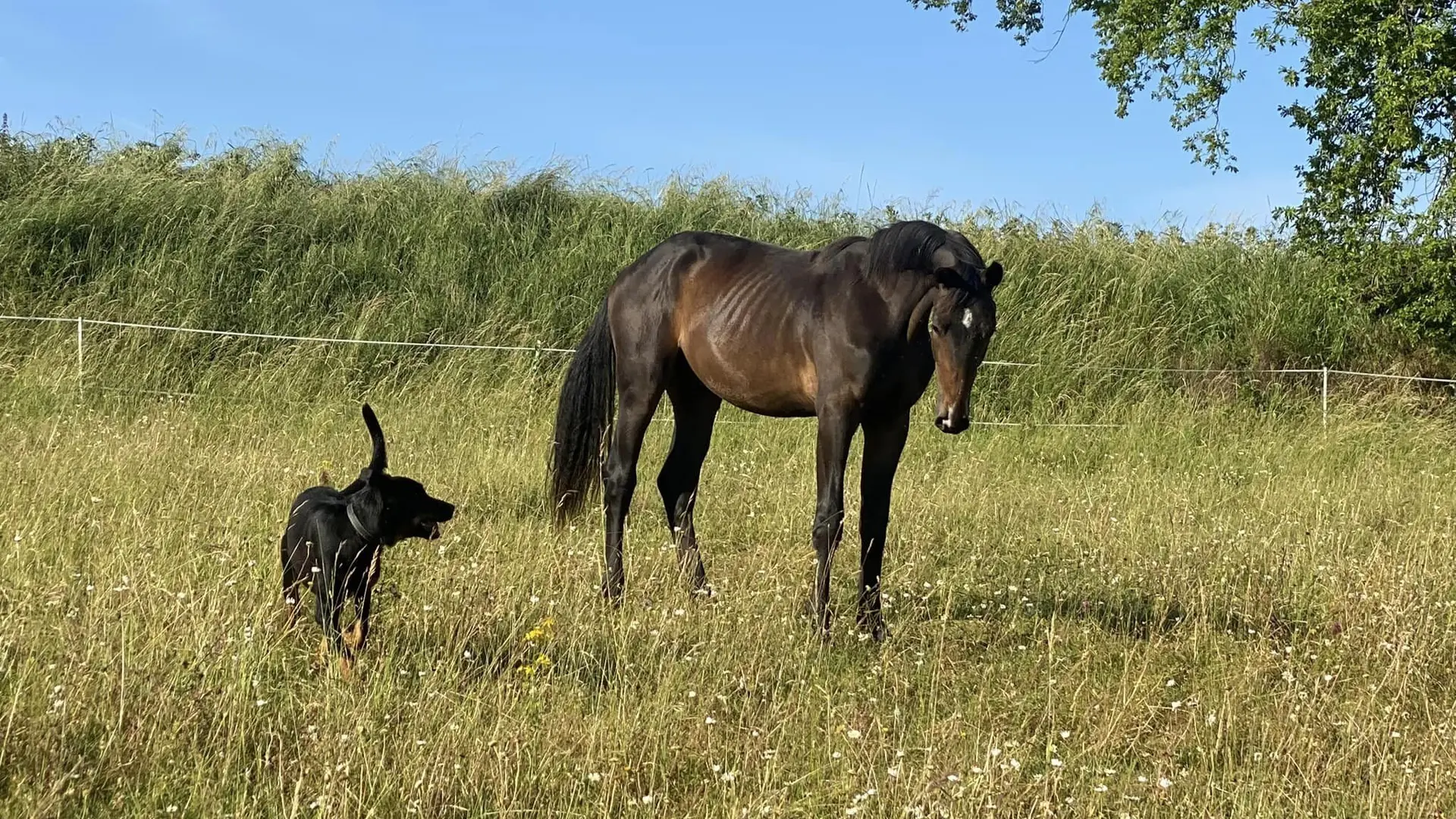 Haras du mas