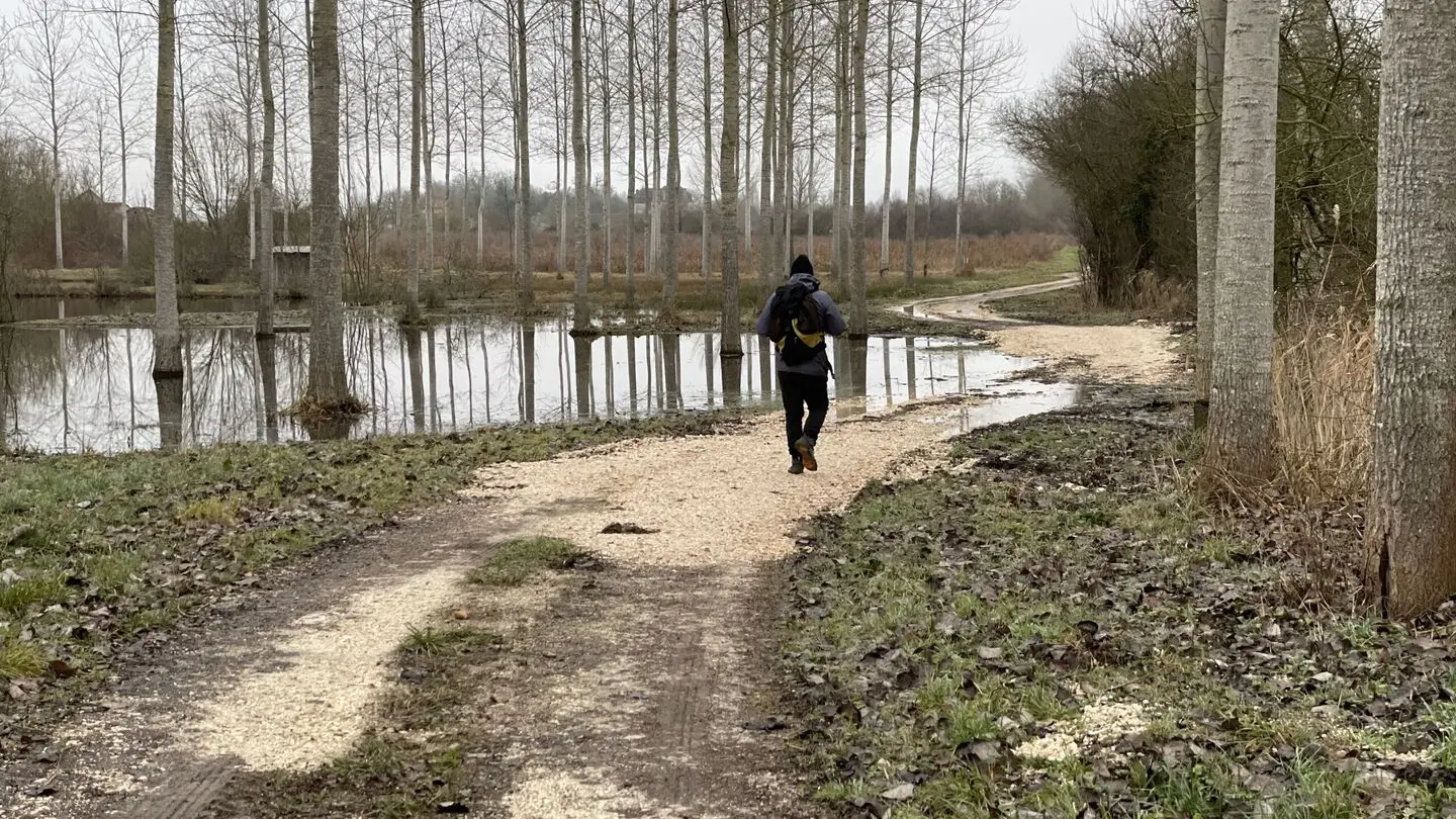 Hérons dans le Champs