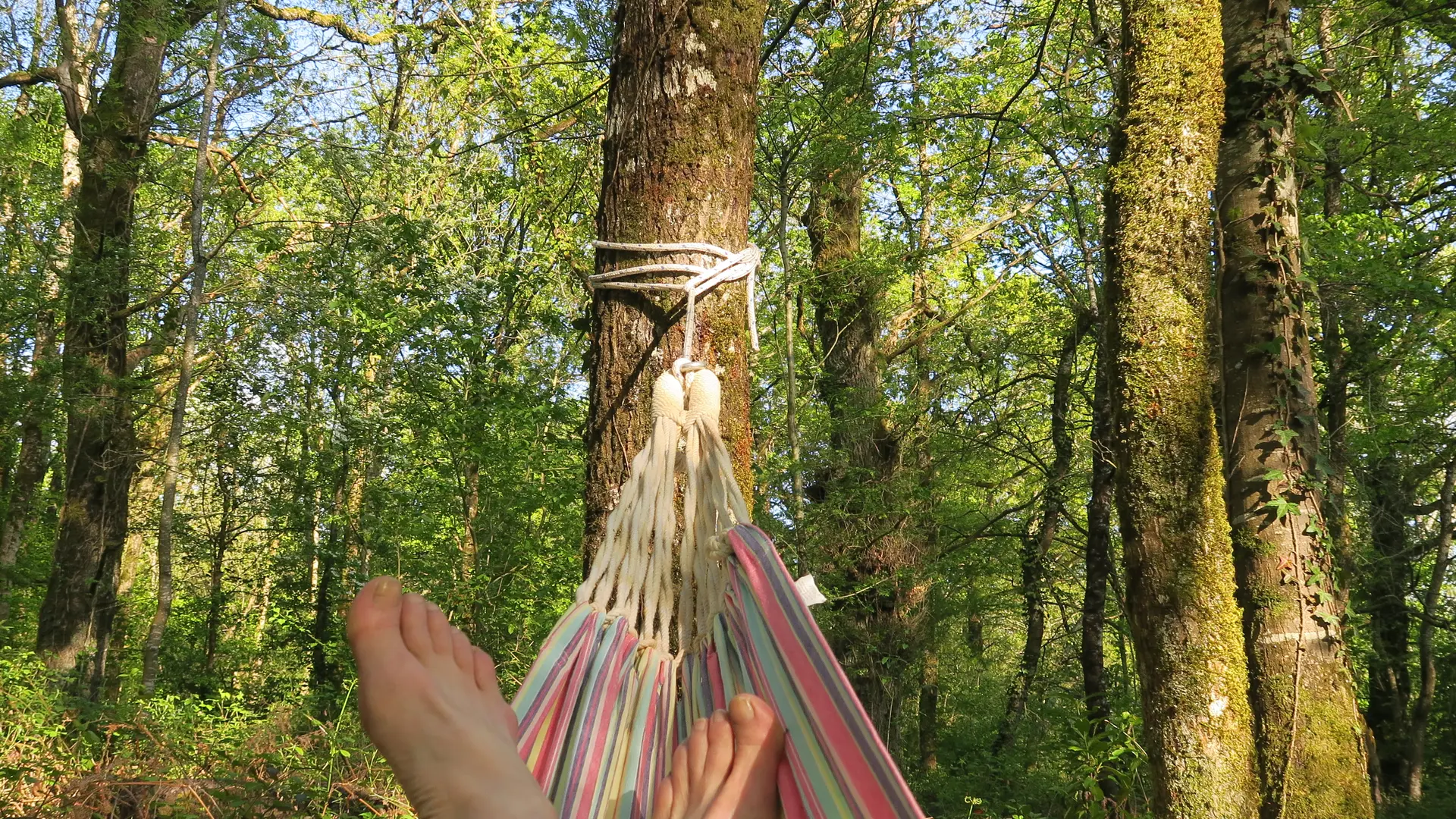 Détendez-vous sous les arbres