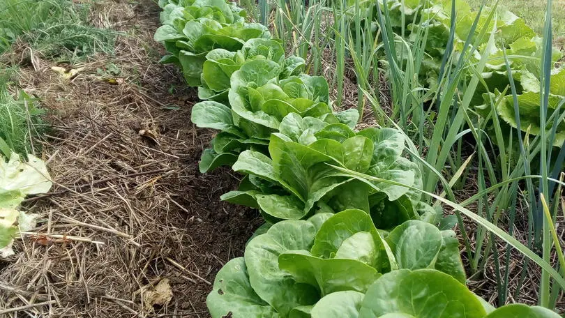 Salades