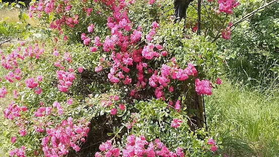 chambre-hotes-la-rustique-jardin-saint-martin-des-combes-tourisme-vallée-isle
