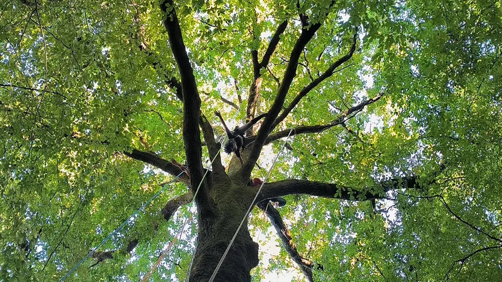 Les écureuils sur cordes