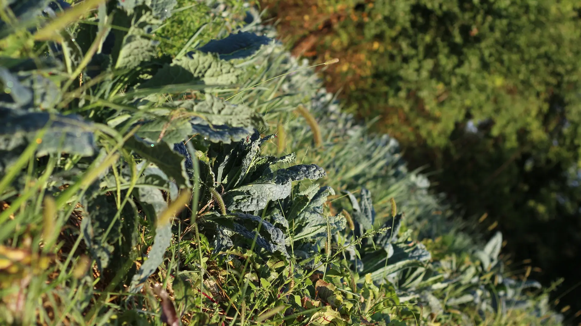Jardin-bio-St-Martin