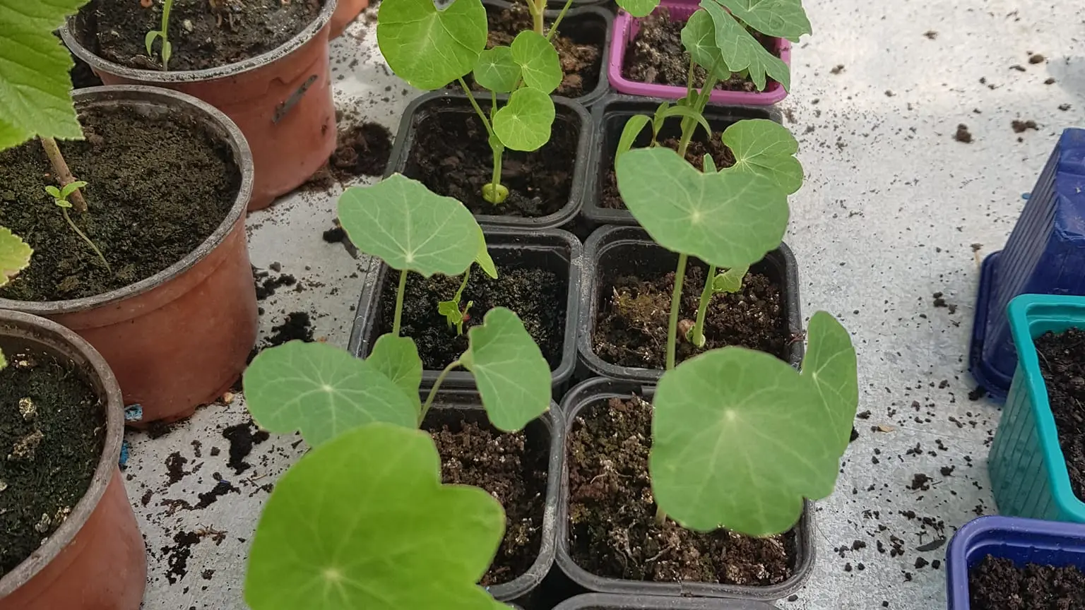 Jardin-bio-St-Martin-semis