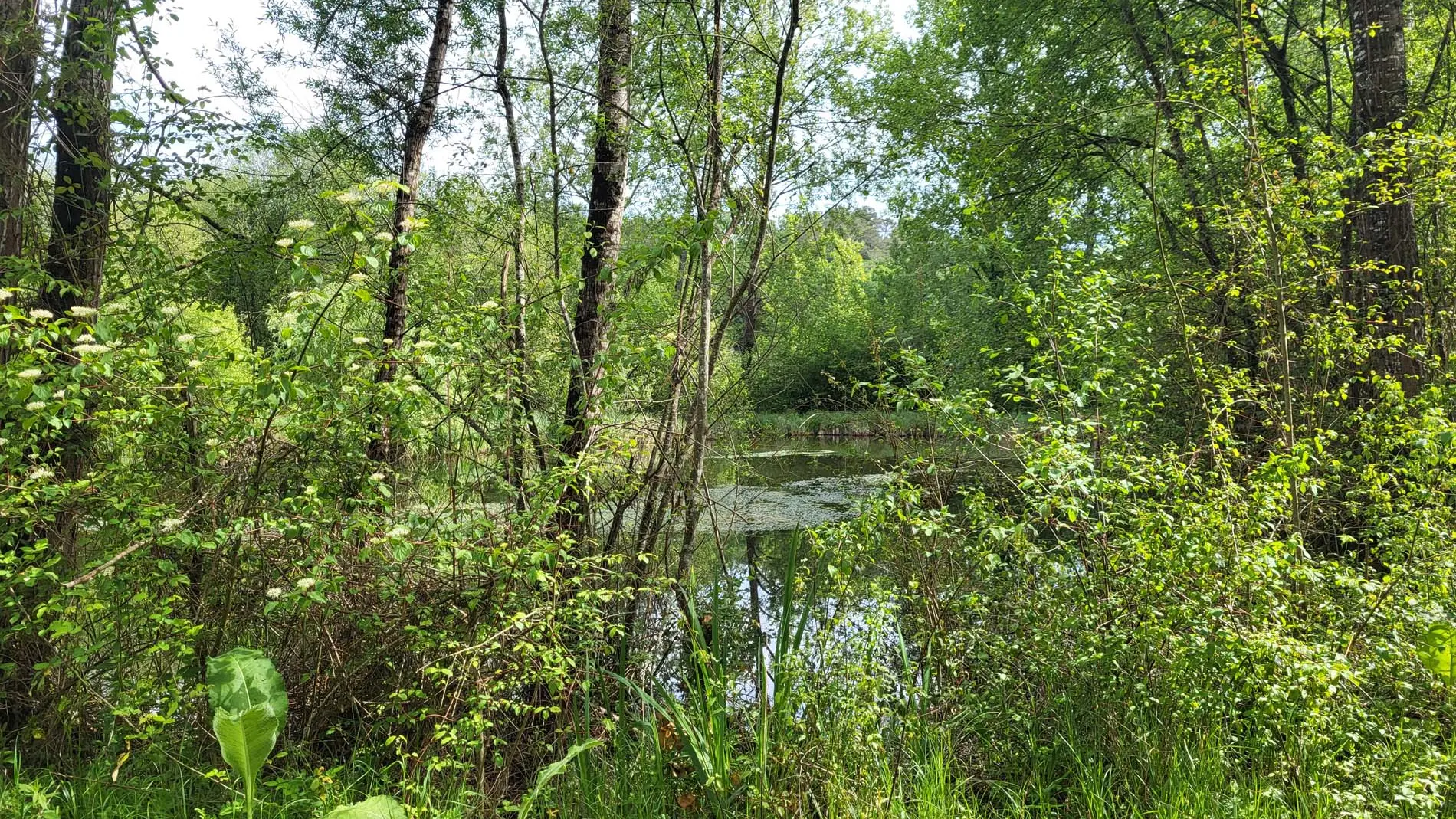 Jardin-foret-chambre-dhote