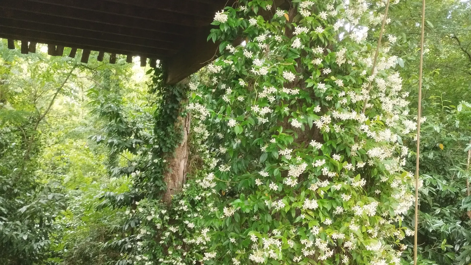 Jasmin papyjotte 2025 ©Hayet