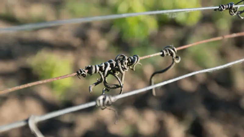 L-Ile-Margaux5