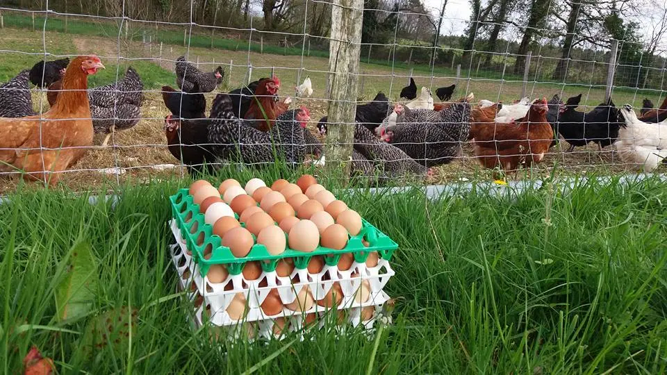 La Ferme d'Enea (4)