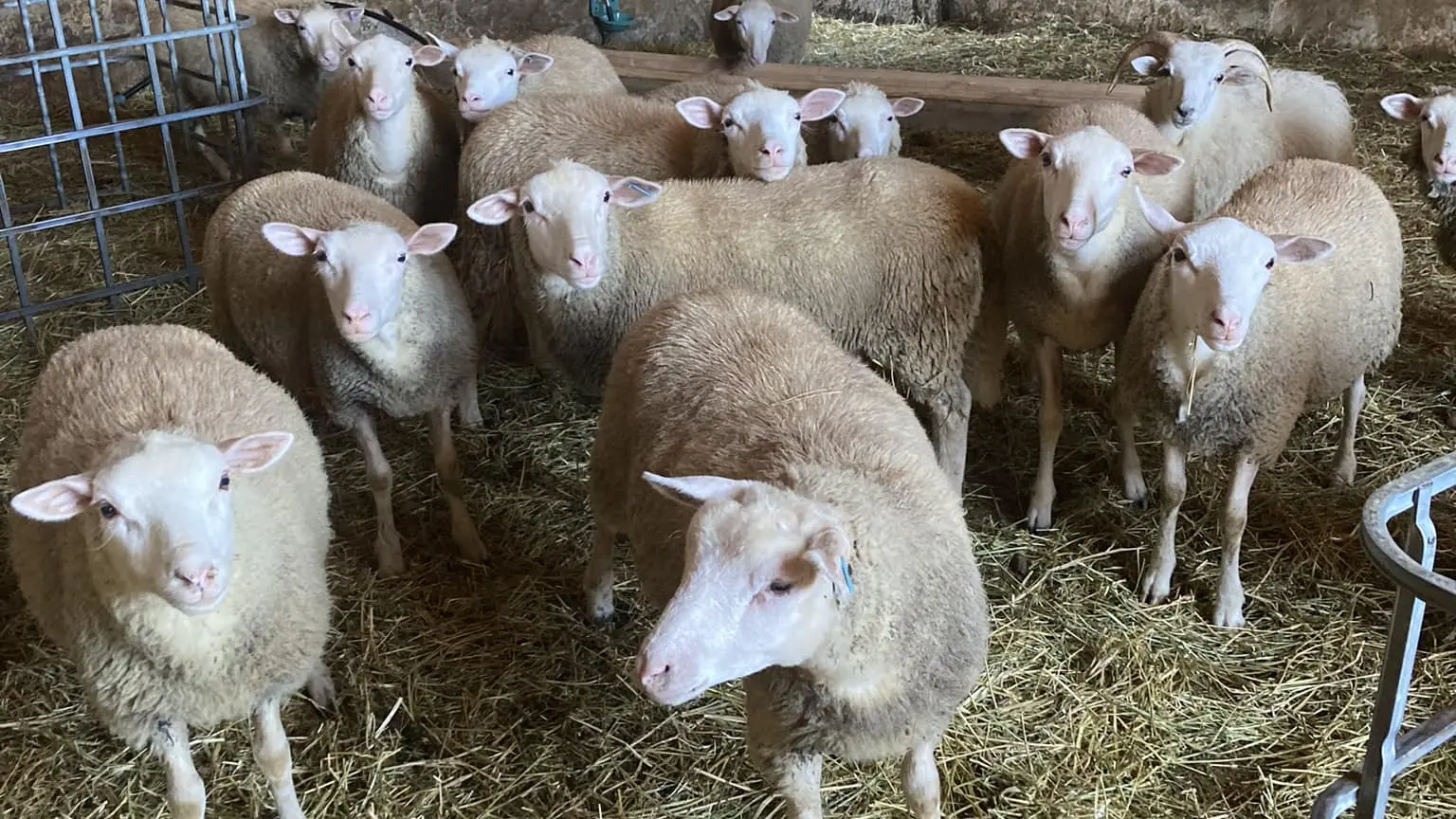 La Ferme du bon sens 1