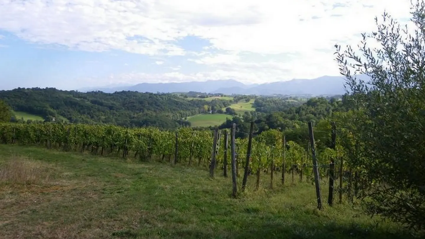 Au pied des vignes - Gan - vue