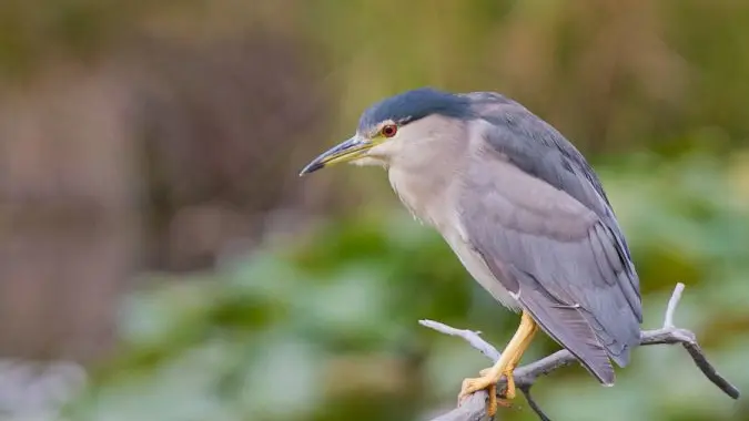 Le bihoreau gris fait quelques incursions sur la Dordogne