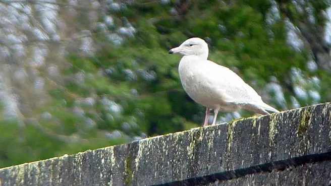 Le goéland bourgmestre, observé sur le barrage de Mauzac en février 2005