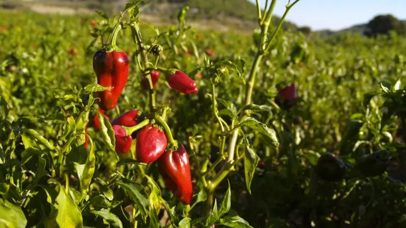 Design sans titre - 5