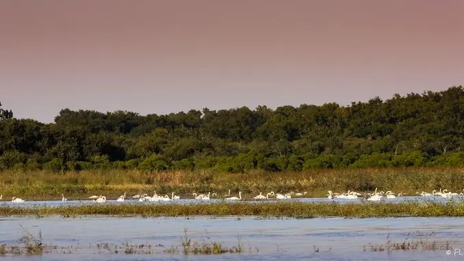 Les-Pinasses-du-Bassin