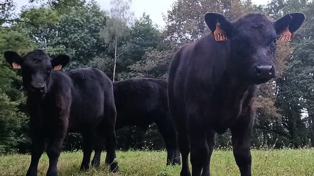 Elevage boeuf angus