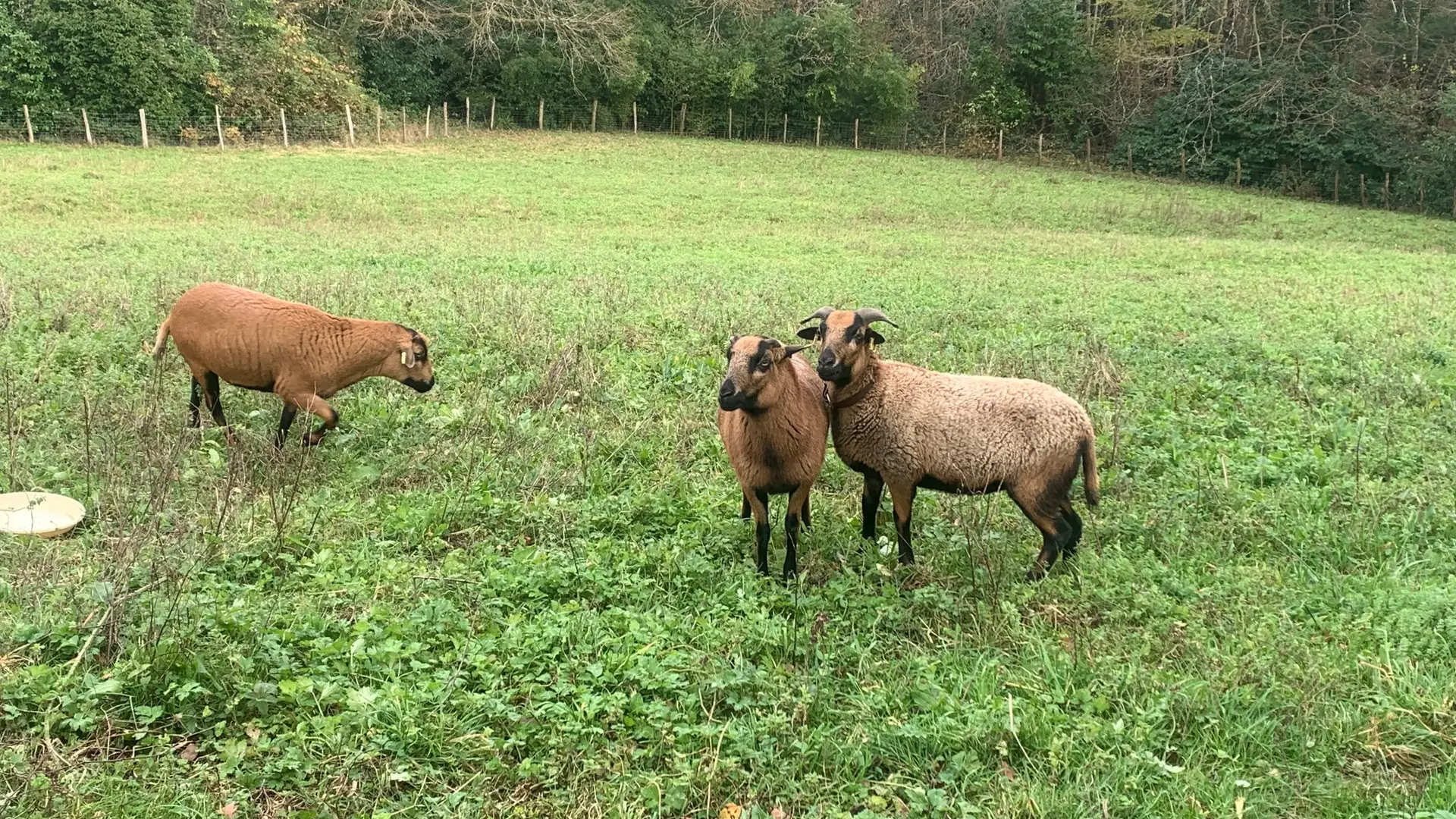 Moutons du Cameroun Maison Mirabelle ©OTC