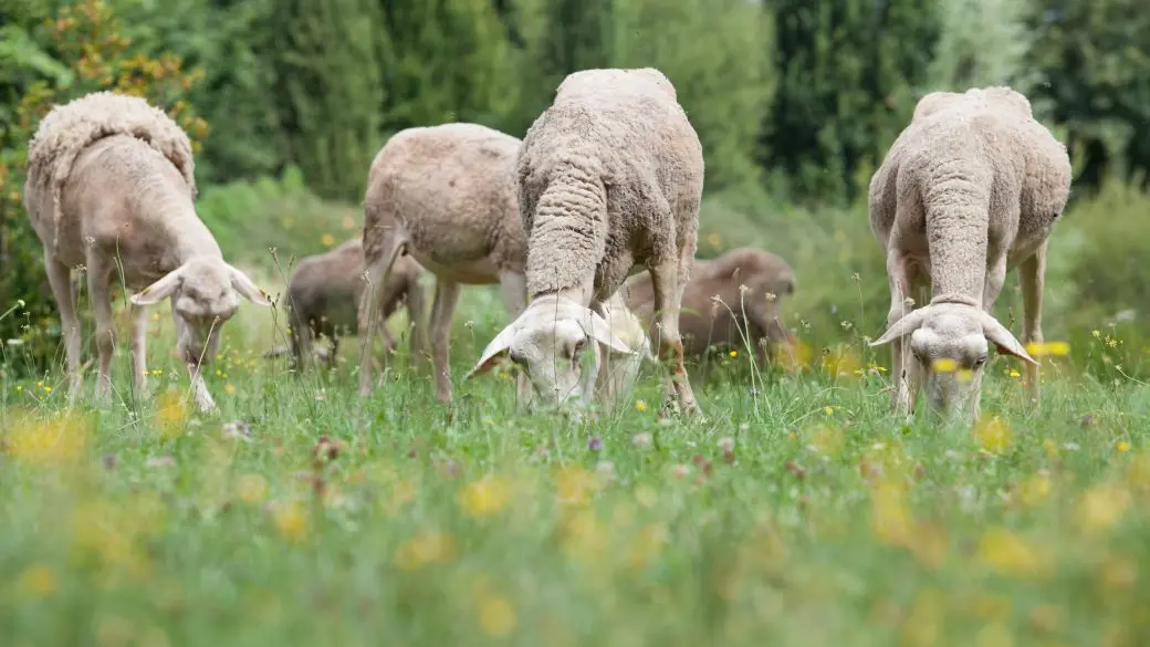 Moutons-ParcduBournat