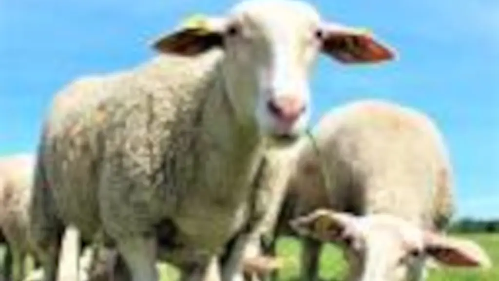 OTPT_EARLD'Ardilla_SaintYaguen_02
