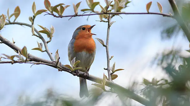 Oiseau chanteur_istock