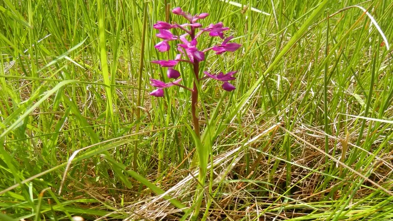 Orchidee prairies humides