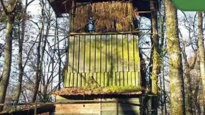 Palombes pour Sirtaqui