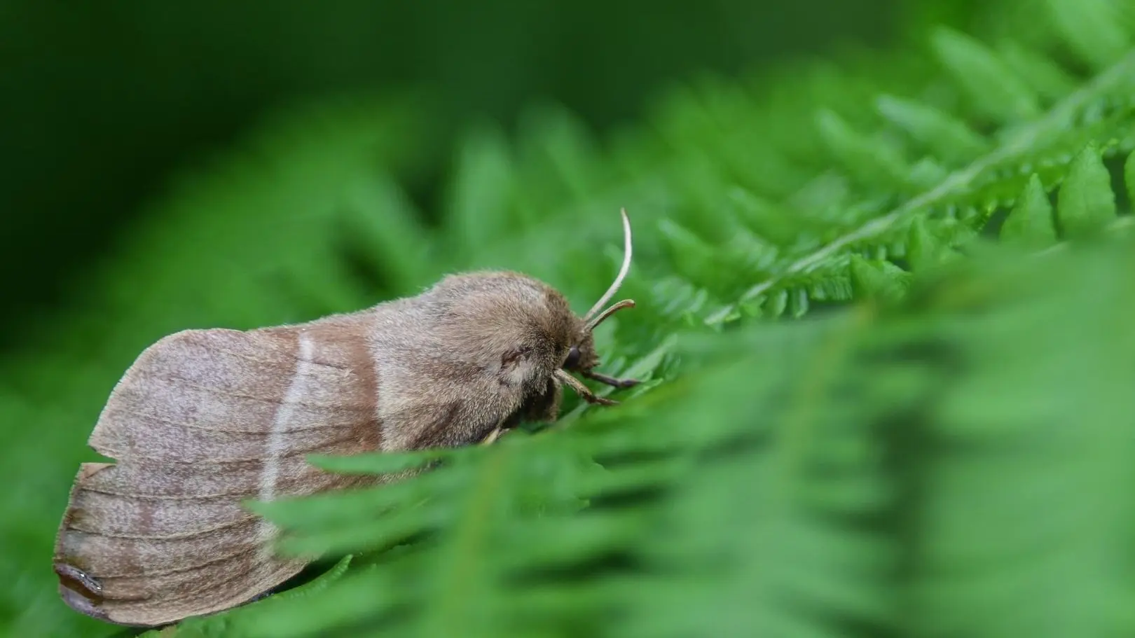 Papillon