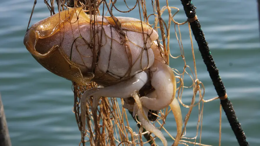 Pêche Pescatourisme