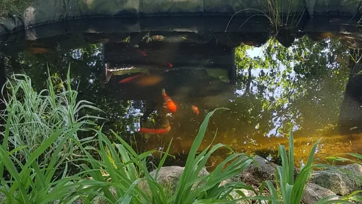 Bassin à poisson