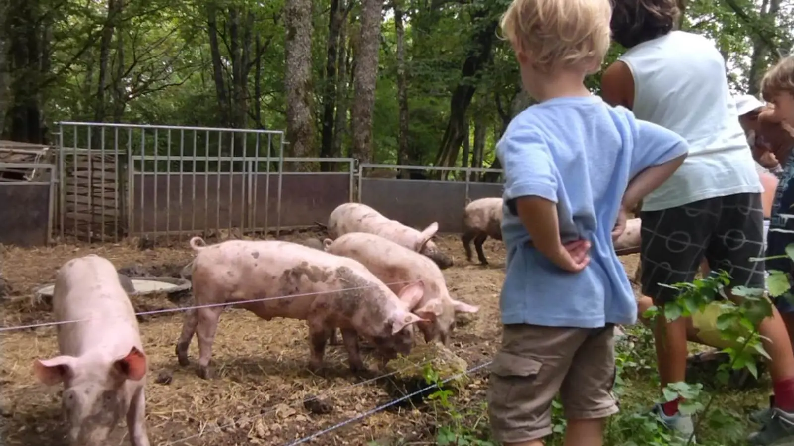 Visite de ferme - Porc-et-Biquettes-de-Cercles-1