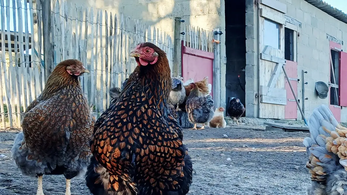 Poules