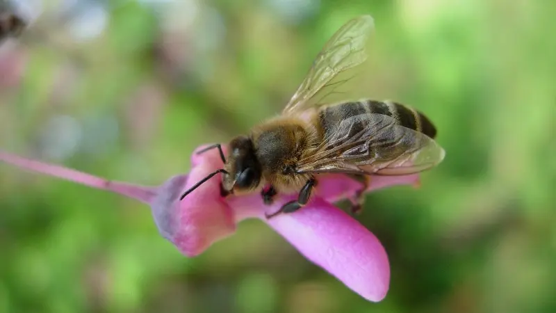 Rayon de Miel abeille