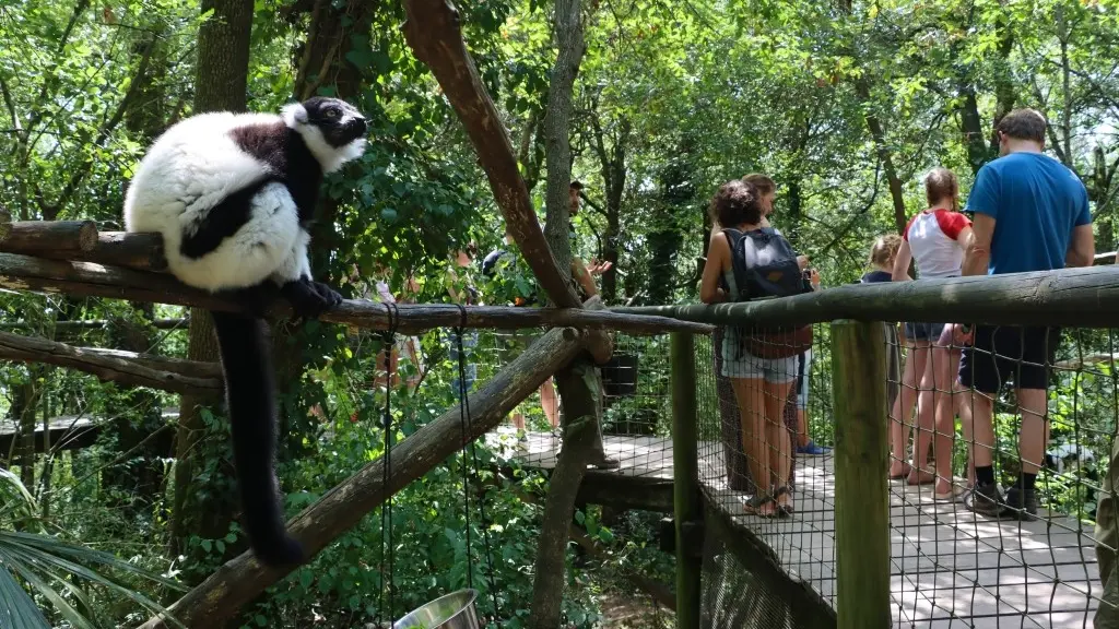 Réserve Zoologique de Calviac - Animation (Varecia variegata)-1