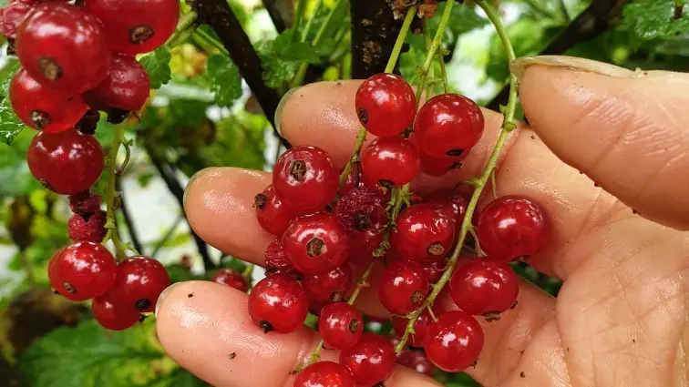 Resized_20230613_0902031