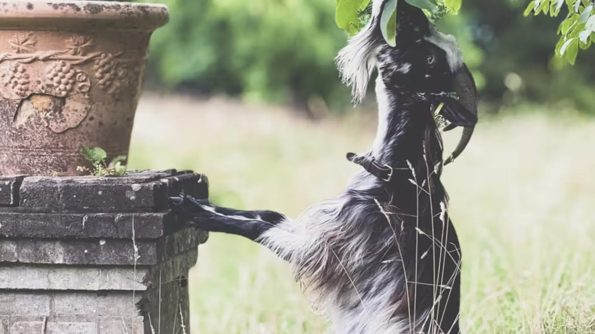 Rosemary et le noyer Maison Mirabelle Gamarde