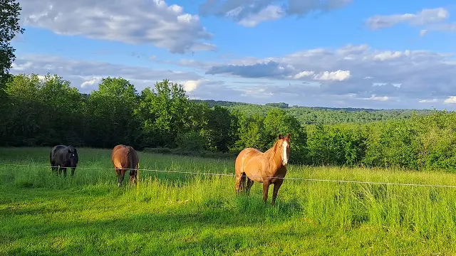 Savignac de Miremont_Terre de Jade_Photo 12 chevaux Terre de Jade_octobre 2024©Muriel Godfroid