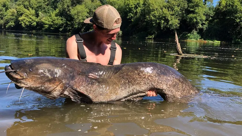 Silure Dordogne